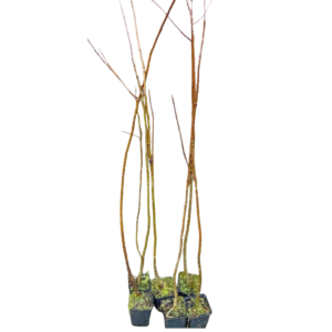 Sorbus aucuparia - Serval de cazadores