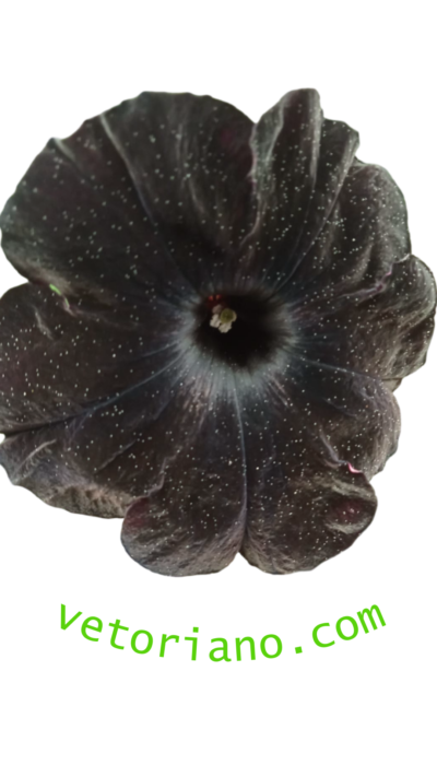 Petunia flor negra