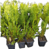 Cupressus x Leylandii - Leylandi 2001