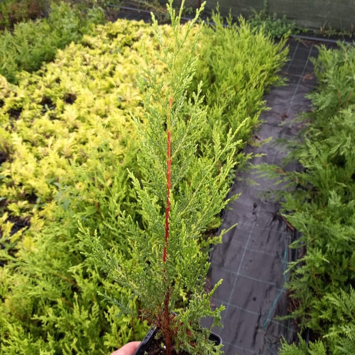 Leyland Gold Rider - Leylandii Amarillo