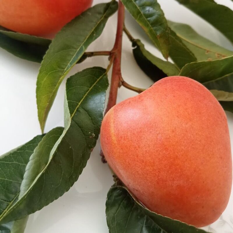 Prunus Armeniaca - Albaricoque