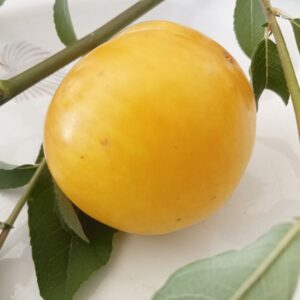 Prunus domestica – Ciruelo
