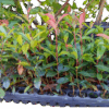 Photinia Carré Rouge - Fotinia