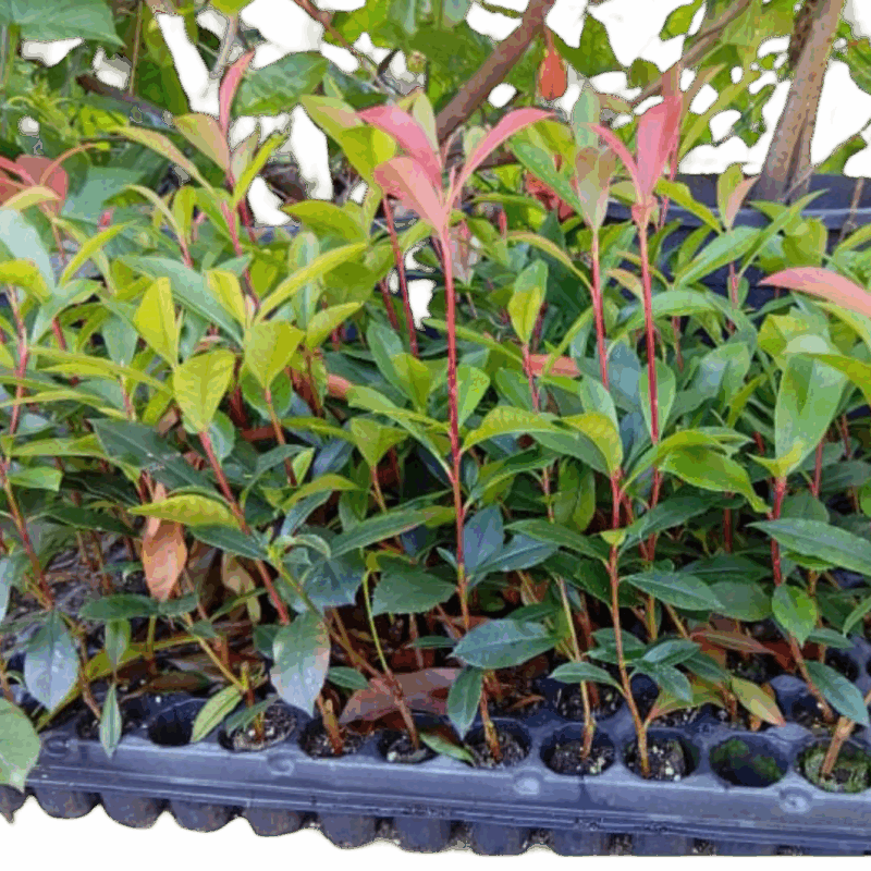 Photinia X Fraseri “Carré Rouge” - Fotinia