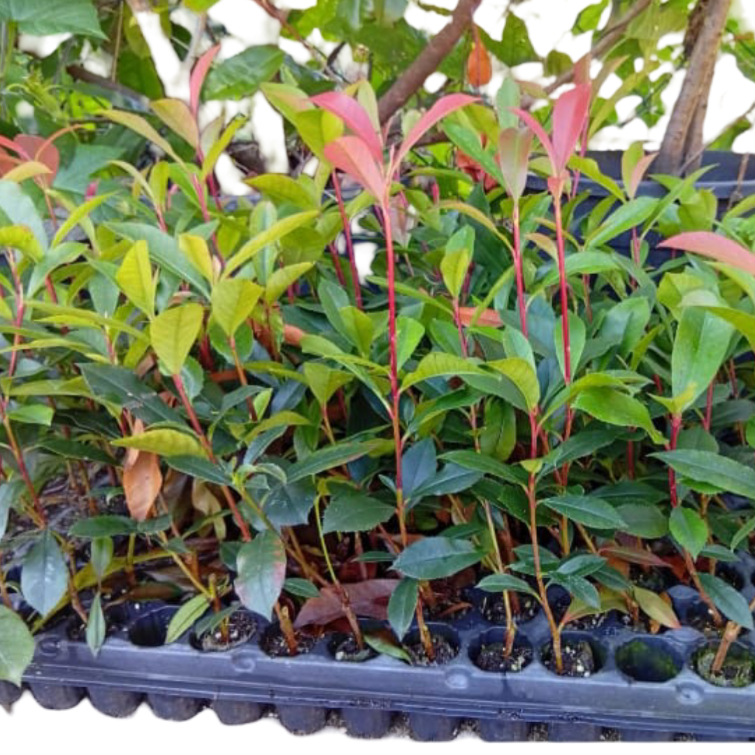 Photinia X Fraseri “Carré Rouge” - Fotinia