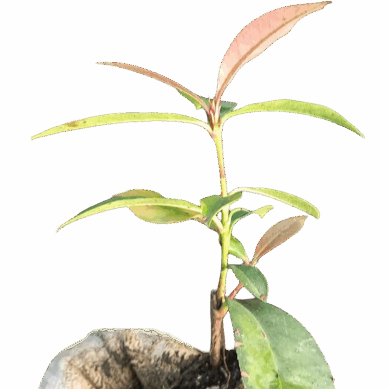 Photinia Little Red Robin - Fotinia enana