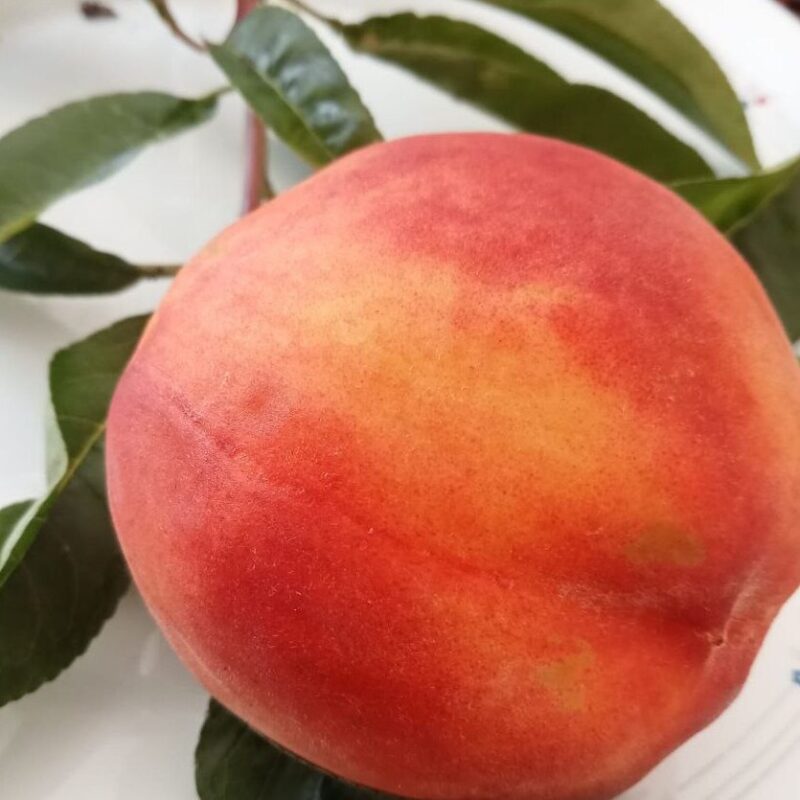 Prunus Persica - Melocotón rojo