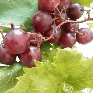 Vitis vinifera - Viña