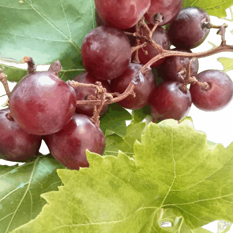 Vitis vinifera - Viña