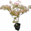 Arce – Acer