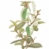 Elaeagnus – Eleagnus