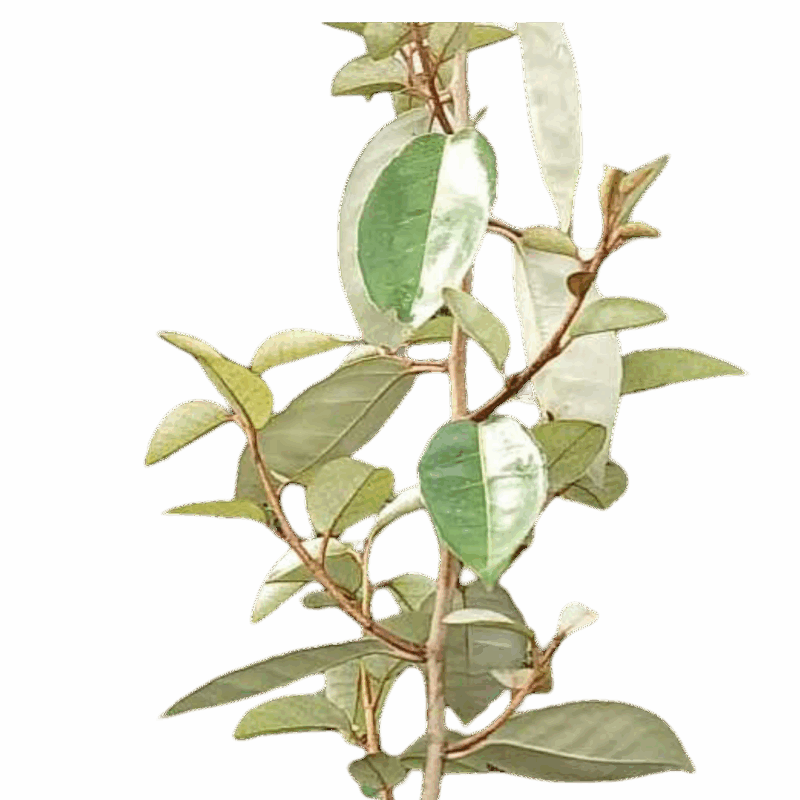 Elaeagnus - Eleagnus