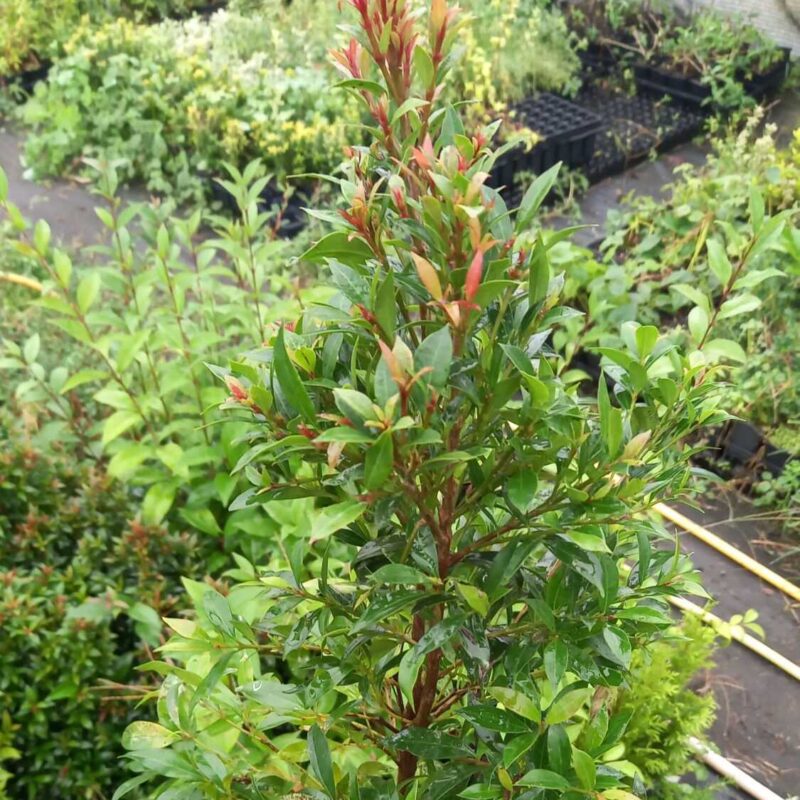 Eugenia myrtifolia - Cereza magenta