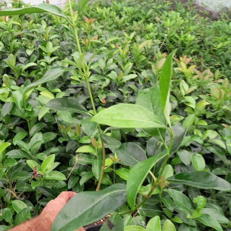 Viburnum Lucidum - Viburno