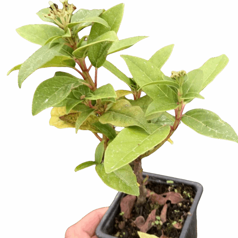 Viburnum tinus - Durillo