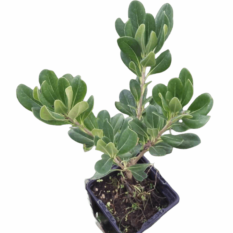 Pittosporum - Pitosporo enano