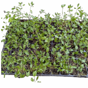 Lippia Nodiflora